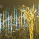 Weizen: Der Weizenpreis in 10 Jahren