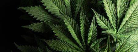 Update: Cannabis-Regulation weltweit
