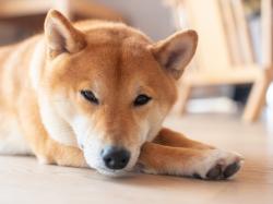 Shiba Inu: Gewinnt Shiba Inu an Legitimität?