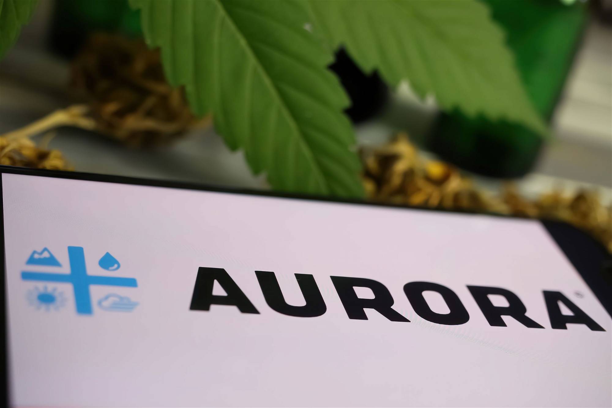 Aurora Cannabis-Aktie: Sollten Sie jetzt kaufen?