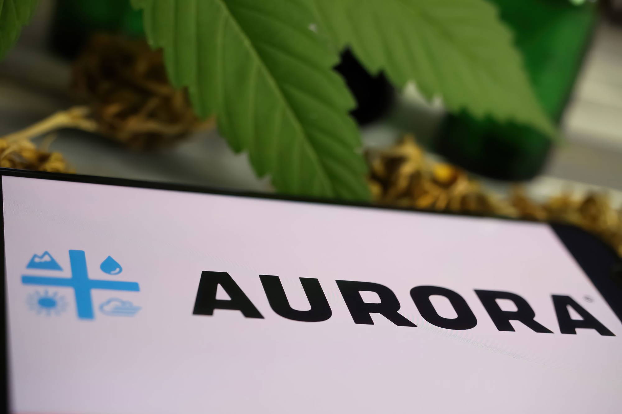 Aurora Cannabis-Aktie: Sollten Sie jetzt kaufen?