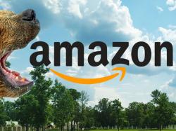 Amazon-Aktie: Was für ein Absturz