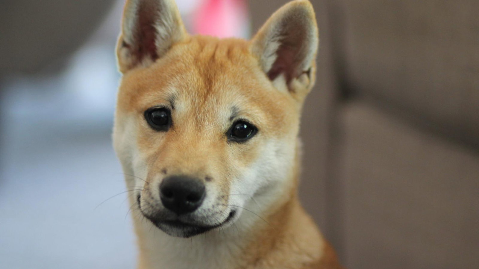 Dogecoin: Kurs stürzt dramatisch ab! - Finanztrends