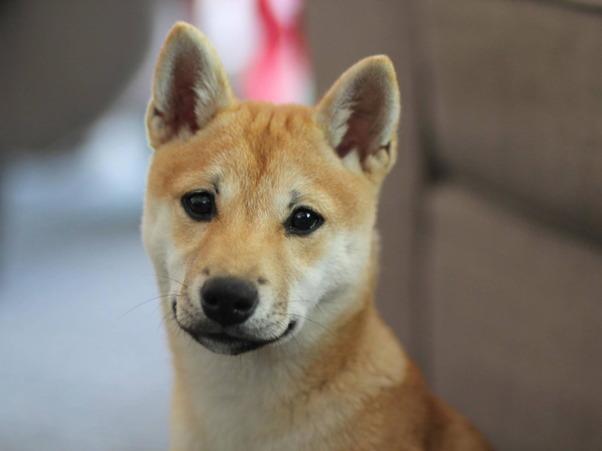 Dogecoin: Kurs sinkt um 6,34%!