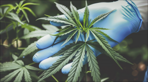 Aurora Cannabis-Aktie Prognose: Sollten Sie jetzt kaufen?