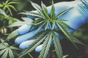 Aurora Cannabis-Aktie: Ist dieser Zukauf sinnvoll?