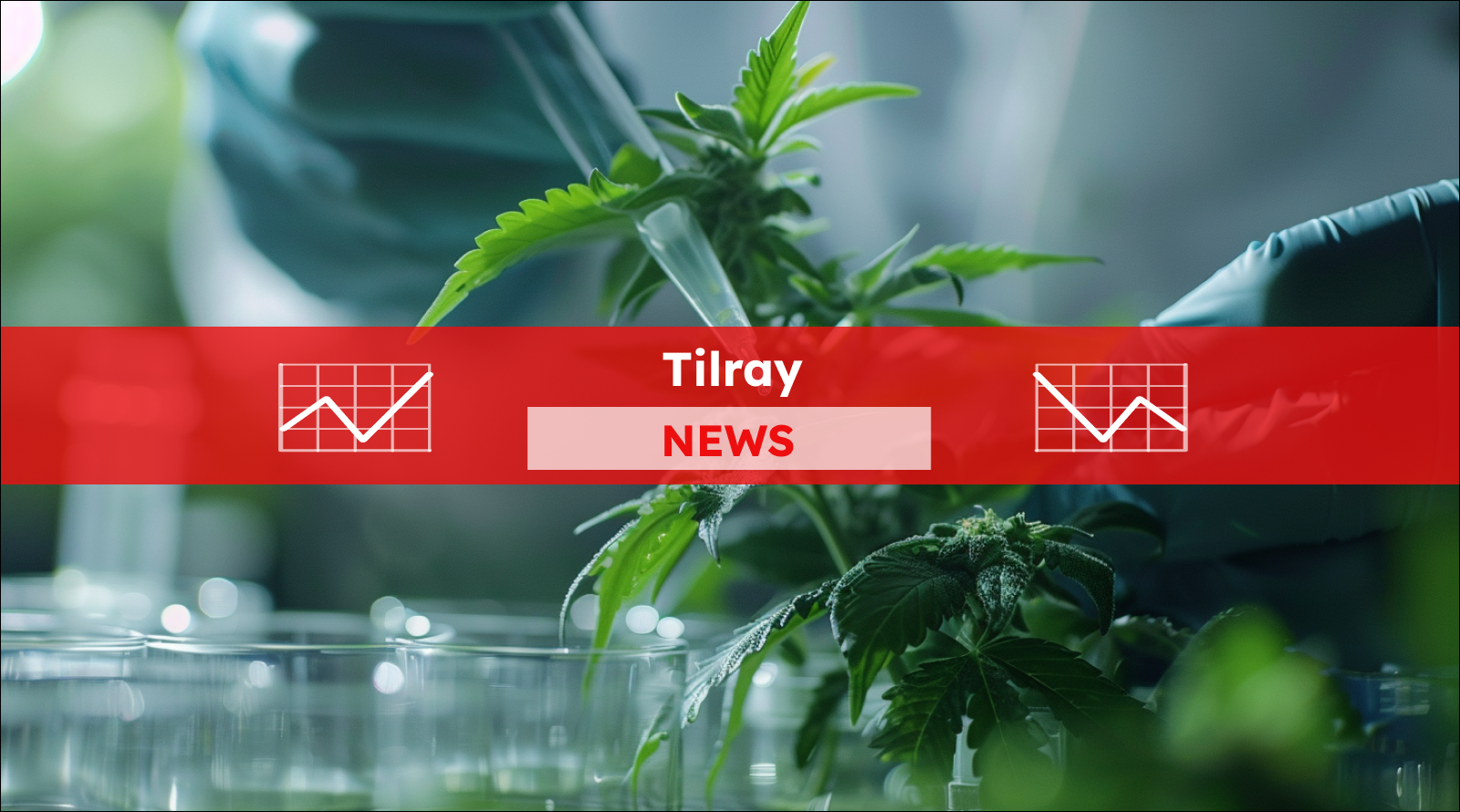 Nahaufnahme von Cannabis im Labor, mit einem Tilray NEWS Banner.