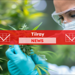 Cannabis in der Hand eines Wissenschaftlers, mit einem Tilray NEWS Banner.