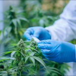 Ein Wissenschaftler nimmt Cannabisblätter zur Untersuchung im Labor