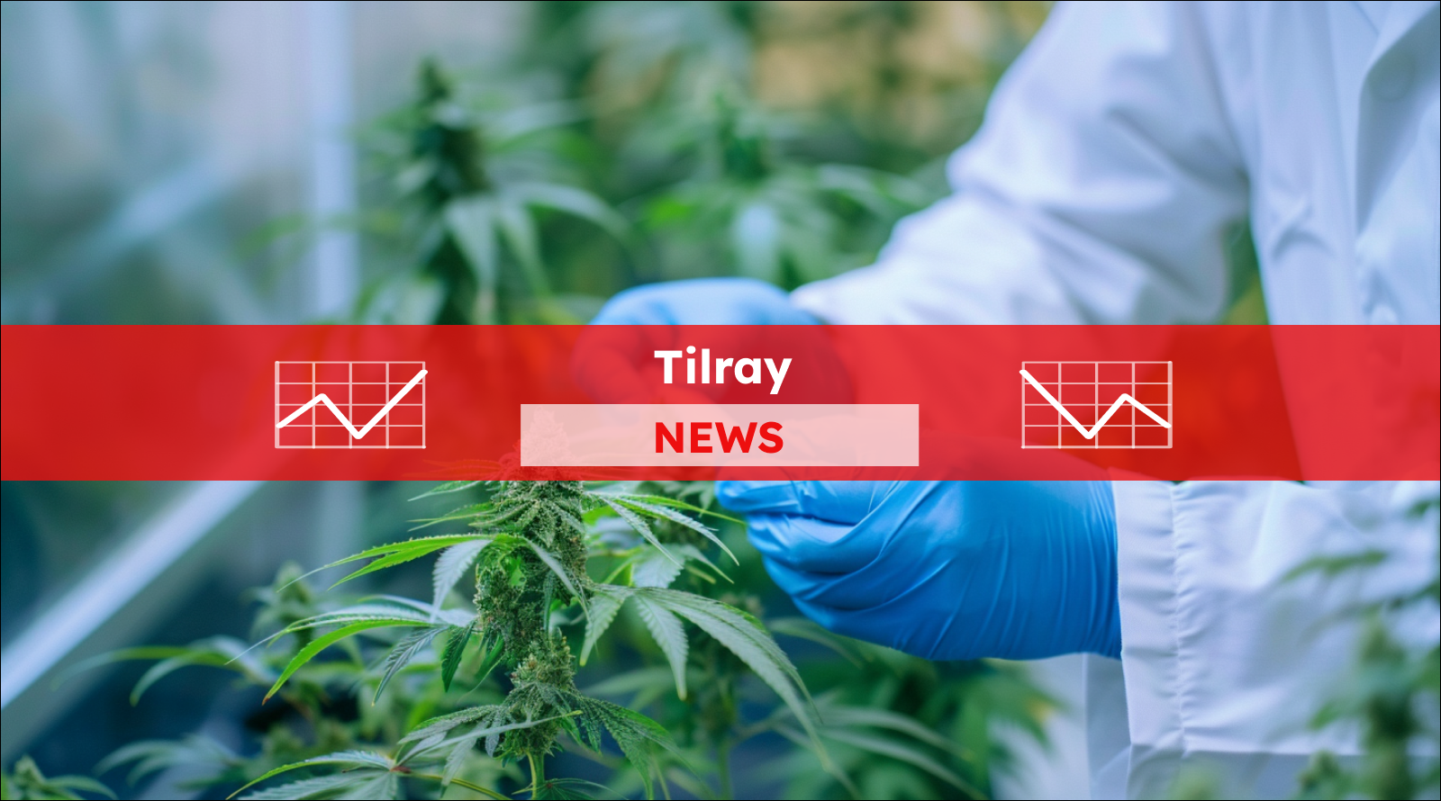 Ein Wissenschaftler nimmt Cannabisblätter zur Untersuchung im Labor, mit einem Tilray NEWS Banner.