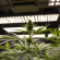 Canopy Growth-Aktie: Vertrauen erschüttert?