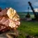 Bougainville Copper Aktie: Blockade der Panguna-Mine eskaliert