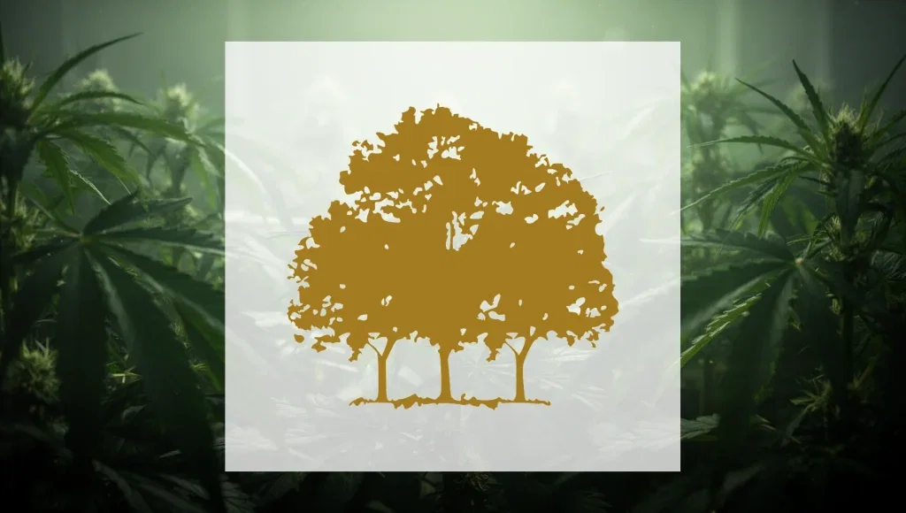 Canopy Growth Aktie: 70 Prozent weniger Verlust im August erwartet Canopy Growth Aktie - Beitragsbild