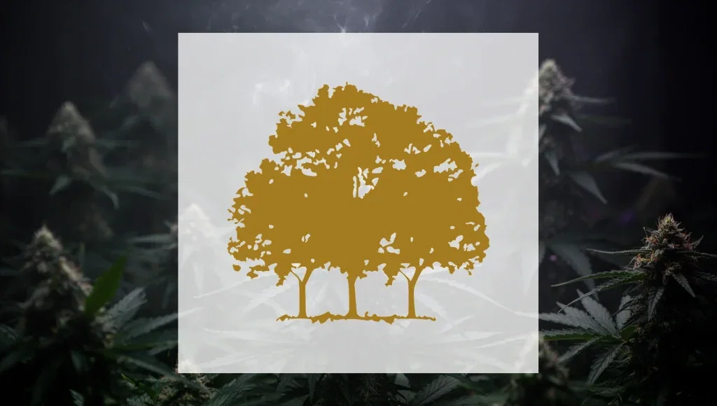 Canopy Growth Aktie: Schedule-III-Reform bringt keine Rendite Canopy Growth Aktie - Beitragsbild