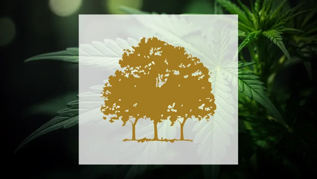Canopy Growth Aktie - Beitragsbild
