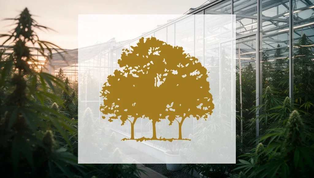 Canopy Growth Aktie: Quartalszahlen am 7. August Canopy Growth Aktie - Beitragsbild