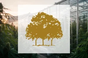 Canopy Growth Aktie: Quartalszahlen am 7. August