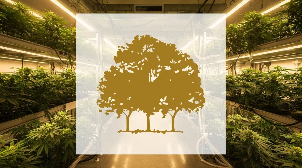 Canopy Growth Aktie: MTL Cannabis für 125 Millionen Canopy Growth Aktie - Beitragsbild
