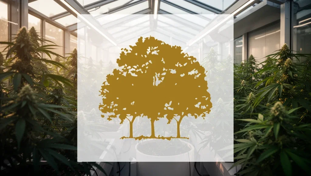 Canopy Growth Aktie: 13 Prozent Umsatzwachstum in Q1 Canopy Growth Aktie - Beitragsbild